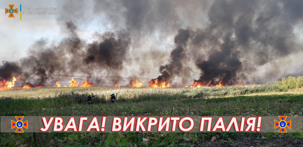 готово палій.jpg