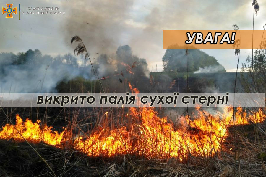 палій 2.jpg