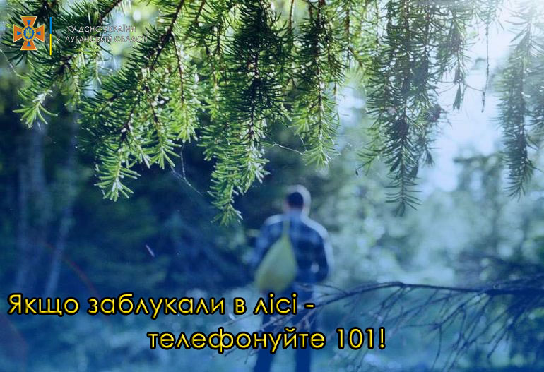 ЗАБЛУКАВ У ЛІСІ.jpg