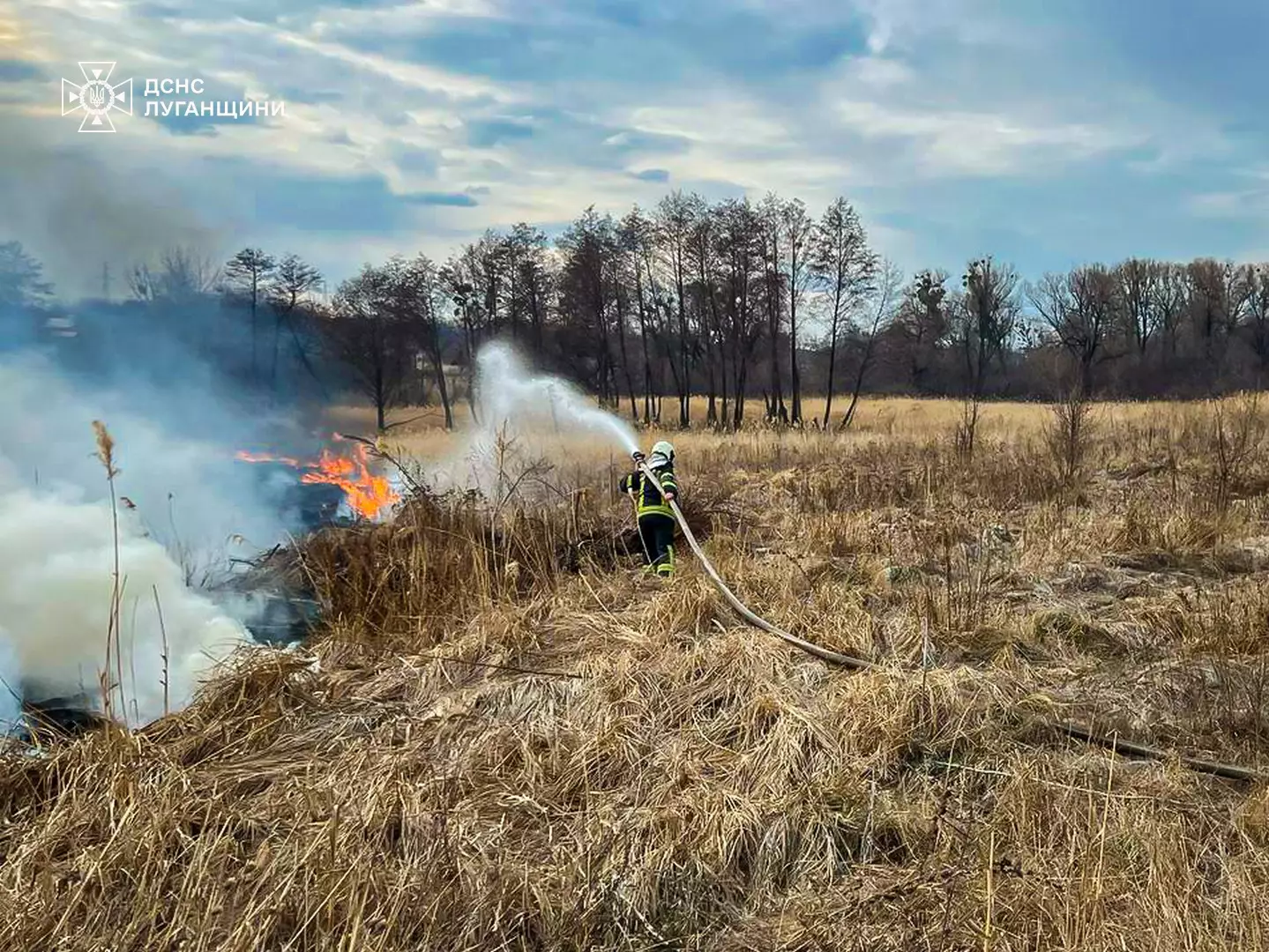 Ліквідація сухостою