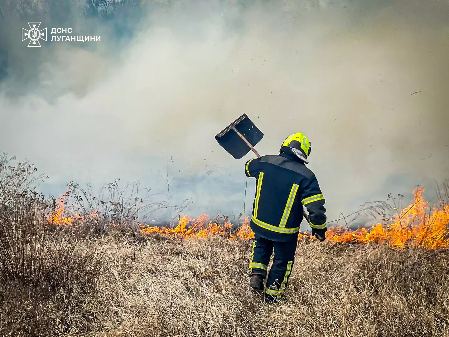 Ліквідація сухостою